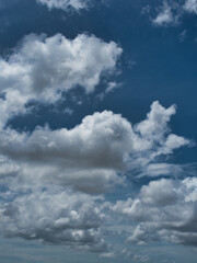 Fototapeta premium Cumulus clouds have a fluffy or cottony appearance, contrasting sharply with the bright blue sky.