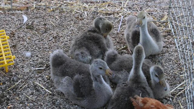 Grey Baby Geese Young Goslings in Cage at Poultry Farm