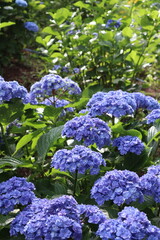Obraz premium 햇살 아래 피어난 보랏빛 수국 정원(Purple Hydrangeas Blooming in Sunlight Garden)