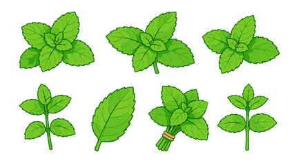Set of green mint leaves and herb sprigs illustration © Alan