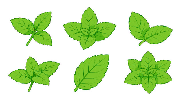Set of green mint leaves isolated on white background