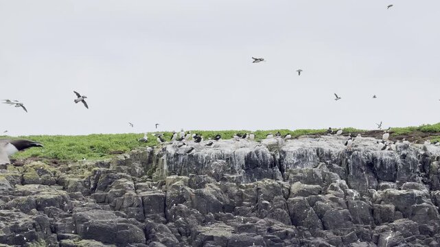 Seabirds flying over rocky coastal cliffs