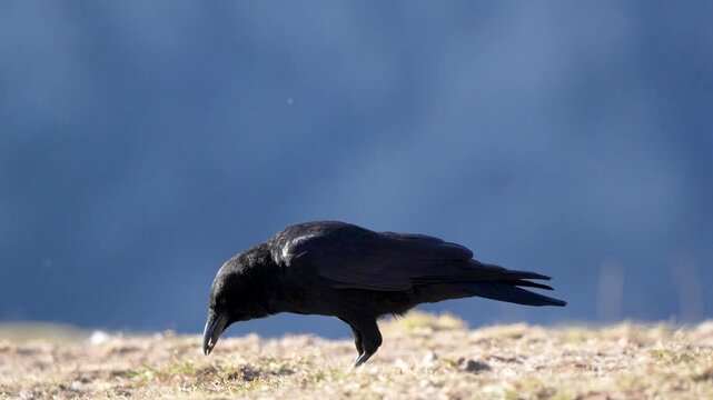 Wild Common Raven (Corvus corax) foraging on a mountain ridge