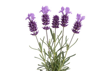 Obraz premium Bunch of purple lavender flowers with green stems and leaves, aromatic botanical plant isolated on a solid black background surface