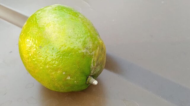 Giant fresh Citrus limon fruit hanging on a leafy tree branch