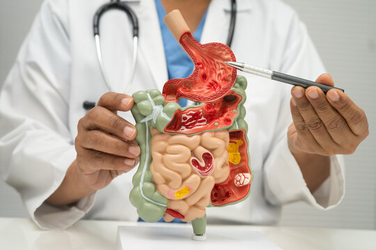 Digestive system with stomach and intestine, Asian doctor holding human model.