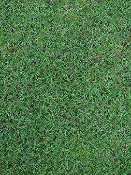 Close-up of healthy green lawn grass forming a dense natural texture, ideal for landscaping, gardening, sports fields, backgrounds, and environmental design projects.