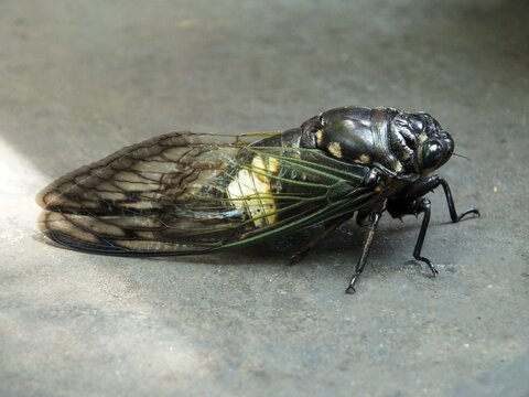 High angle view of a cicada insect on a cement texture, an insect that produces sound from the vibration of a special muscle plate called a timbal located on the abdomen of the male to attract females