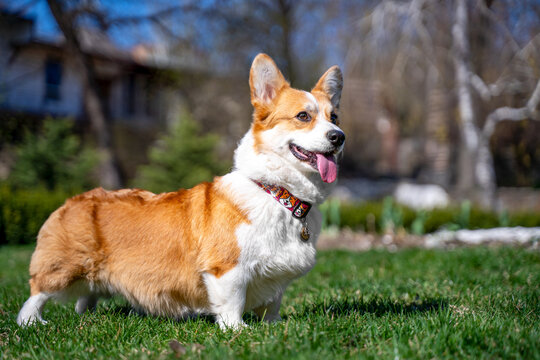 Pembroke Welsh corgi dog standing alert on green grass in sunny garden with buildings in background, outdoor lifestyle portrait concept.