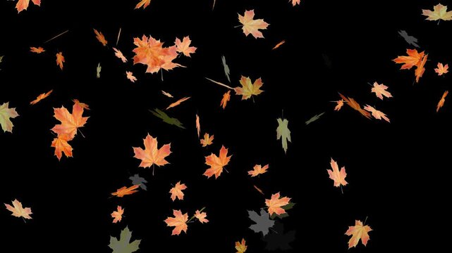 Falling autumn leaves backgrounds - isolated and loopable.Autumnal maple leaves rotation on white background. Vibrant autumn leaves gently falling. perfect for compositing, motion nature scene abstrac