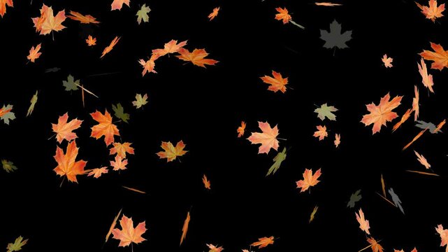 Falling autumn leaves backgrounds - isolated and loopable.Autumnal maple leaves rotation on white background. Vibrant autumn leaves gently falling. perfect for compositing, motion nature scene abstrac