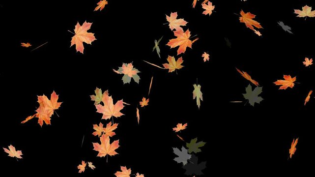 Falling autumn leaves backgrounds - isolated and loopable.Autumnal maple leaves rotation on white background. Vibrant autumn leaves gently falling. perfect for compositing, motion nature scene abstrac