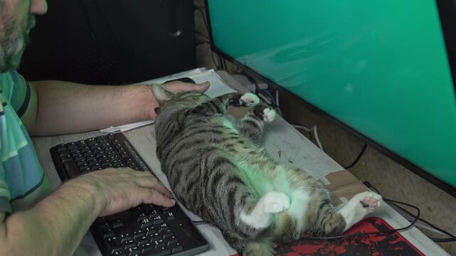 A middle-aged man handles business on dual computer monitors while his pet cat rests completely satisfied and stretched on the desk.