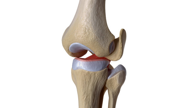 Human knee joint anatomy model with femur tibia, and cartilage