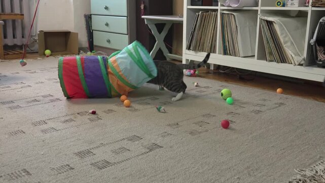 An energetic house pet runs around on a living room carpet, chasing balls and sliding into a colorful textile cat tunnel tube.