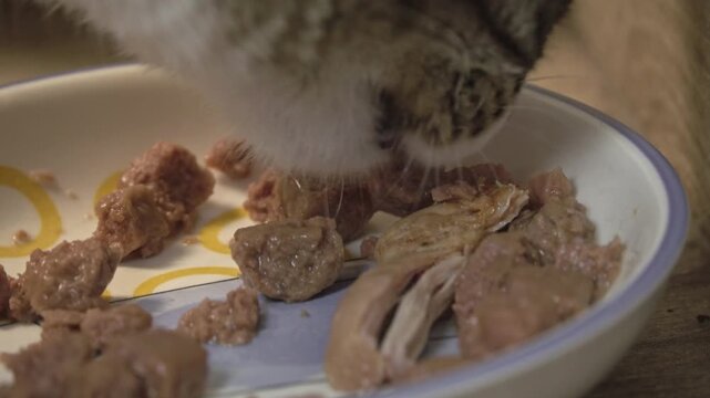 A common breed domestic cat happily devours delicious canned wet food from her feeding saucer inside a clean home environment.