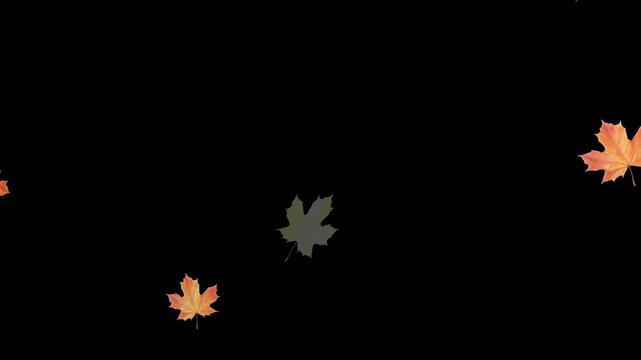 Falling autumn leaves backgrounds - isolated and loopable.Autumnal maple leaves rotation on white background. Vibrant autumn leaves gently falling. perfect for compositing, motion nature scene abstrac