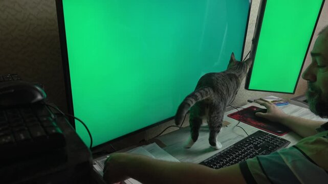 A middle-aged professional strokes his curious pet cat to calm her down while working on a computer setup with two monitors.