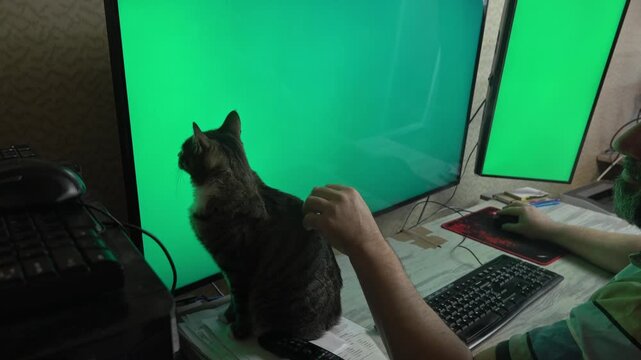 A middle-aged professional strokes his curious pet cat to calm her down while working on a computer setup with two monitors.