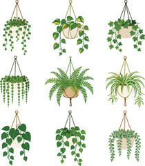 Hanging Houseplants Vector Collection with Pothos Ivy Fern Spider Plant and Trailing Indoor Greenery © Prabhash