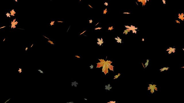 Falling autumn leaves backgrounds - isolated and loopable.Autumnal maple leaves rotation on white background. Vibrant autumn leaves gently falling. perfect for compositing, motion nature scene abstrac