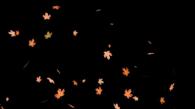 Falling autumn leaves backgrounds - isolated and loopable.Autumnal maple leaves rotation on white background. Vibrant autumn leaves gently falling. perfect for compositing, motion nature scene abstrac