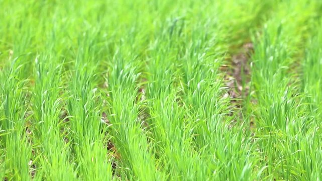 Lush green sprouts grow in neat rows across a vibrant farm field during the daytime. The healthy plants signify early spring agriculture and new growth
