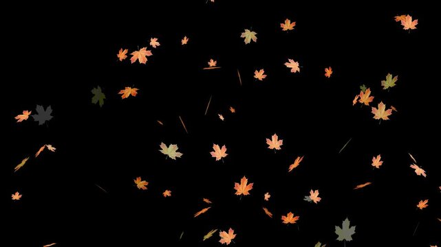 Falling autumn leaves backgrounds - isolated and loopable.Autumnal maple leaves rotation on white background. Vibrant autumn leaves gently falling. perfect for compositing, motion nature scene abstrac