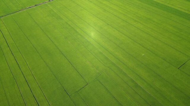 Stunning aerial view of a lush green rice field texture with bright sun reflection gleaming on the paddy lines.