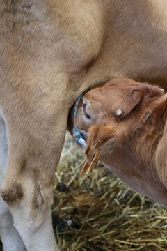 Comiendo