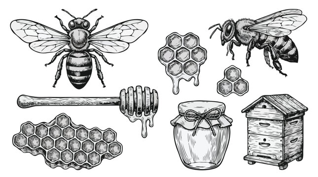 Honeybee and apiculture sketch collection isolated on white background