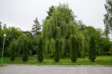 Obraz premium Row of five green thuja trees on a lawn in public park close up, weeping willow on background, modern municipal landscape design, horticulture and urban park infrastructure concept.