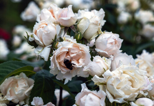 Une rose de la roseraie du jardin des plantes &agrave; paris en France au printemps


