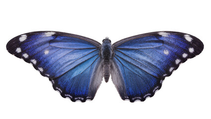Blue Morpho Butterfly with White Spots © Friedrich
