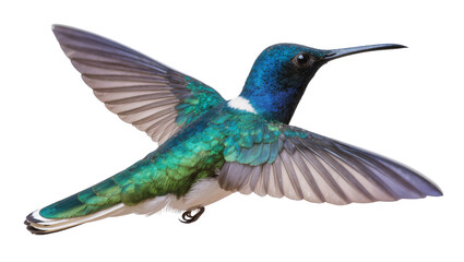 Obraz premium Hummingbird with iridescent green and blue feathers in flight