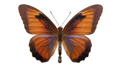 Orange and purple butterfly with detailed wings © Friedrich