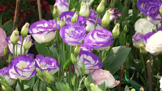 Beautiful purple and white lisianthus flowers blooming with green buds in a garden for Vietnamese Lunar New Year (Tet) holiday.