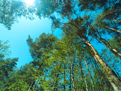 Low angle view of tall green pine trees stretching towards clear blue sky in forest