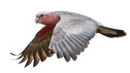 Galah cockatoo bird in flight with pink and grey feathers © Friedrich