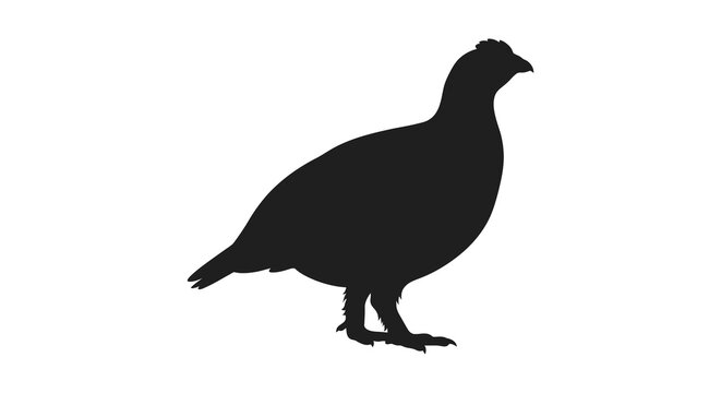 Black silhouette of a grouse on a white background