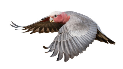 Galah cockatoo bird in flight with pink face and grey wings © Friedrich
