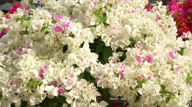 Vibrant white bougainvillea flowers blooming abundantly with a touch of pink blossoms under warm sunlight for Vietnamese Tet holiday.