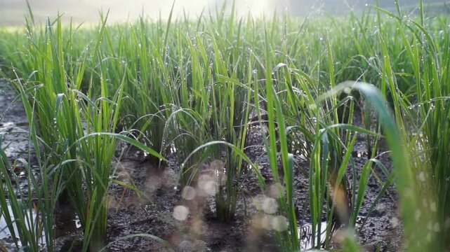 small rice that grows in the morning