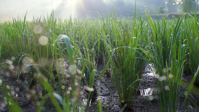 small rice that grows in the morning