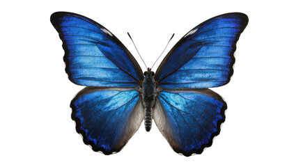 Blue Morpho butterfly with iridescent wings spread open © Aino