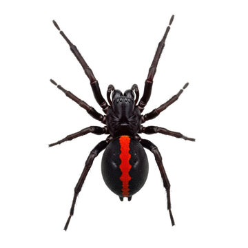 A female redback spider with a glossy black body and a bright red stripe on its rounded abdomen is centered on a white background concept of scientific study