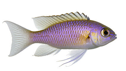 Naklejka premium Purple and gold scaled fish with large eye and fins