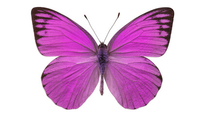Vibrant purple butterfly with dark markings on wings © Friedrich
