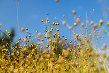 Fototapeta premium yellowed dried flax in the field, textile plant