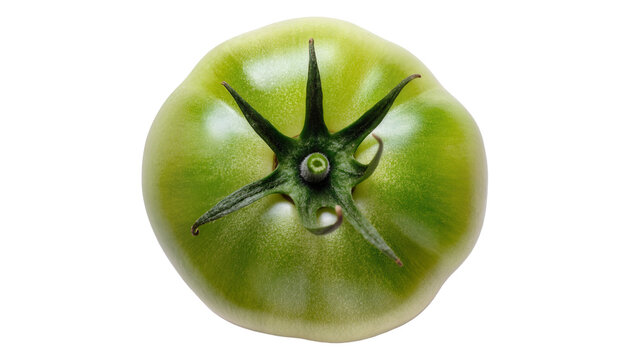 Unripe green tomato with stem and sepals